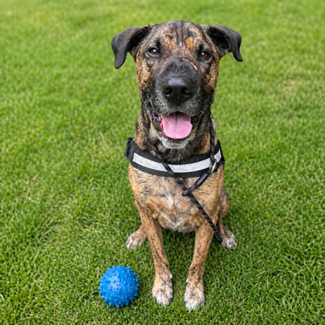Photo of Toro *$250 Adoption Fee*