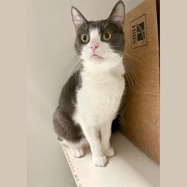 Photo of Dorian And Sterling