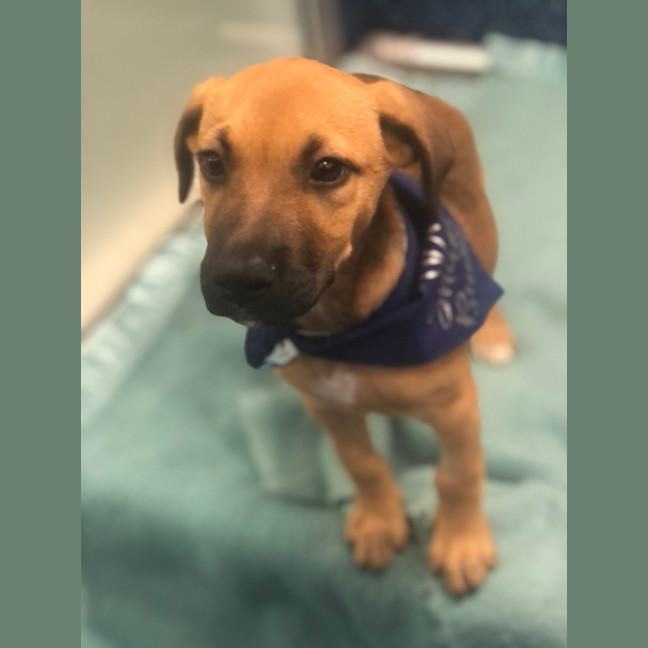 Photo of Luna
