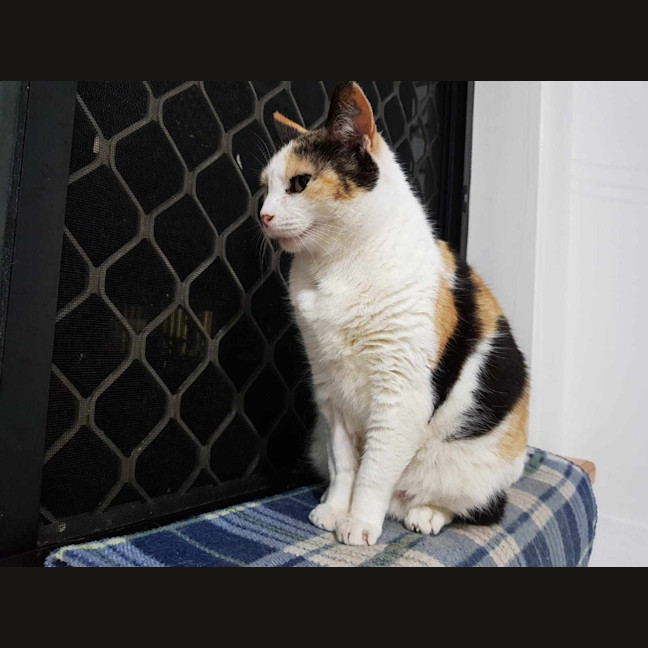 Photo of Tortie