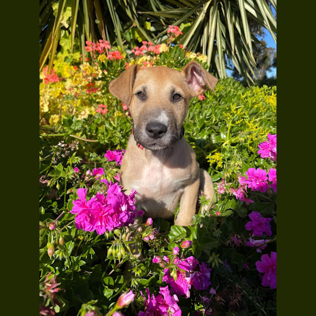 Photo of Alfie