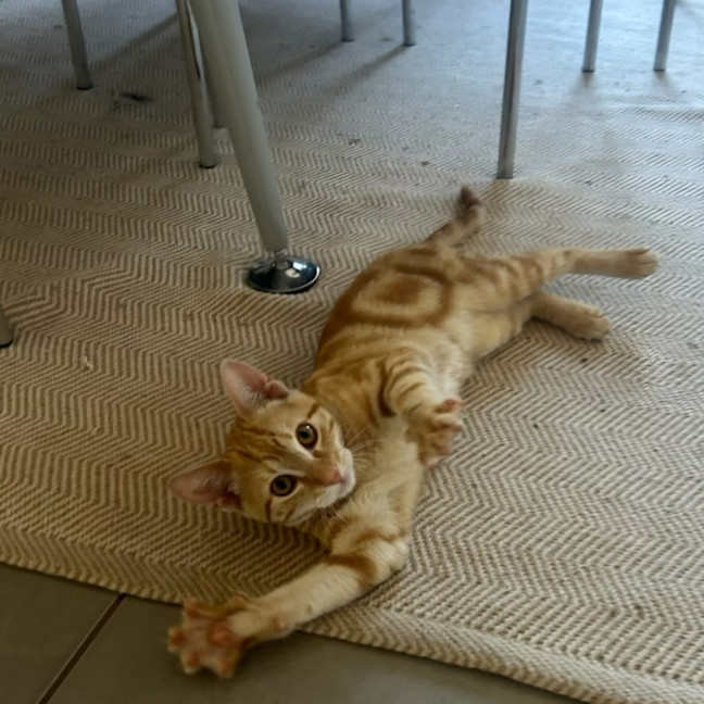 Photo of Merlin
