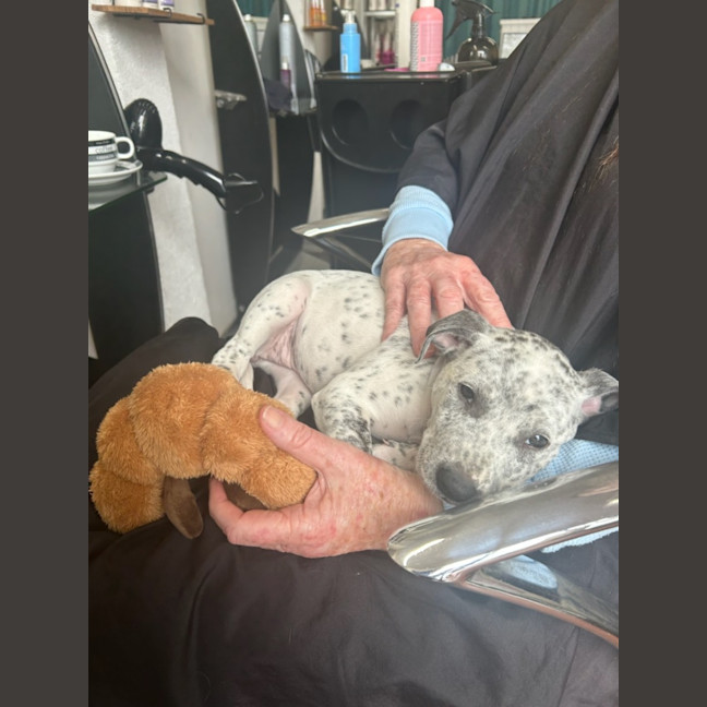 Photo of Dotty   10 Week Old Cattle Dog X Staffy