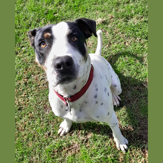 Photo of Patch