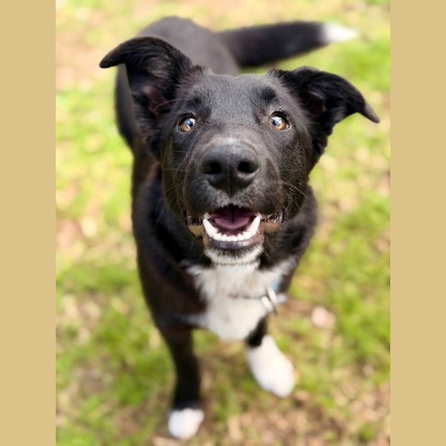 Photo of Rex