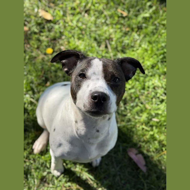 Photo of Gypsy