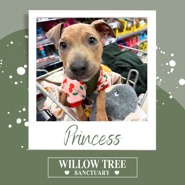 Photo of Princess