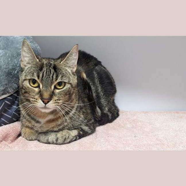 Photo of Meredith