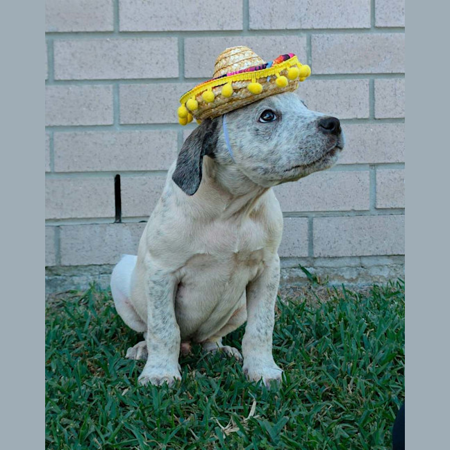 Photo of Burrito