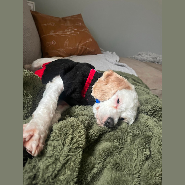 Photo of Anna   3 Year Old Maltese X