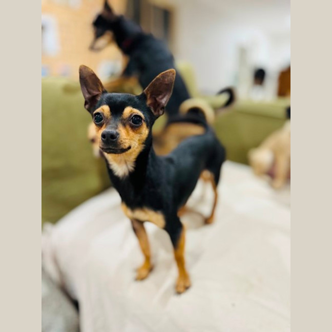 Photo of Danger Mouse 