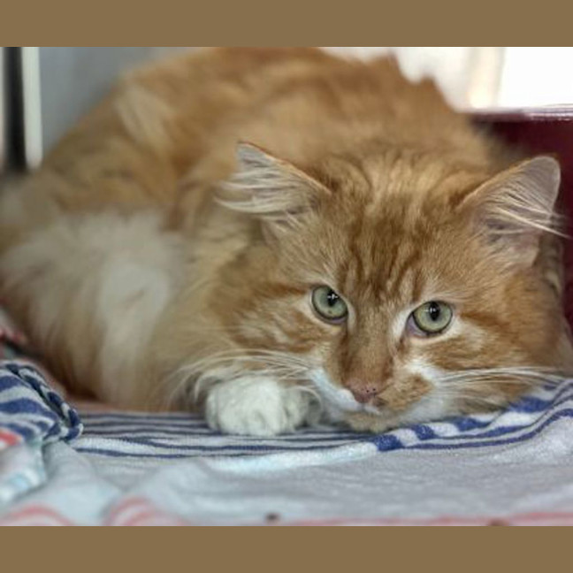 Photo of Tommy