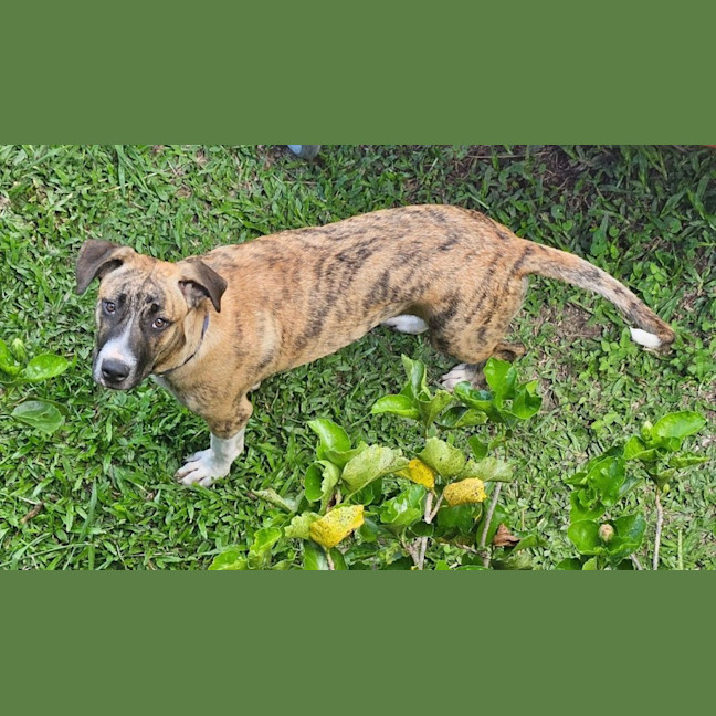 Photo of Bernard *$350 Adoption Fee*