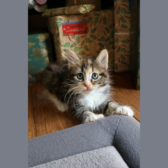 Photo of Bonsai 