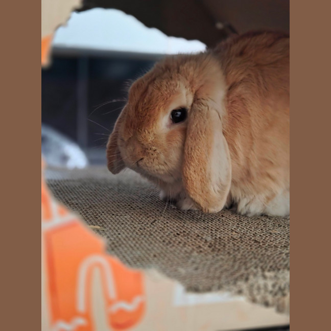 Photo of Pip