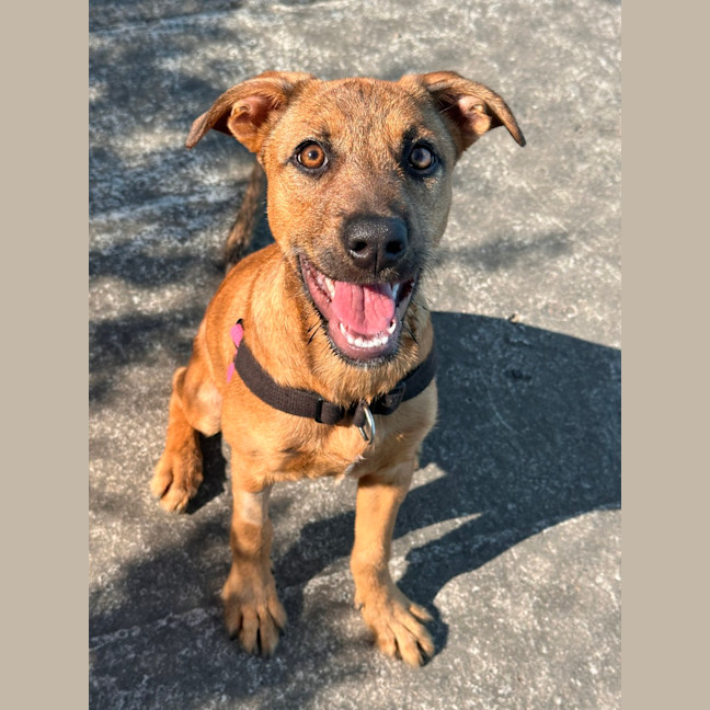 Photo of Stella