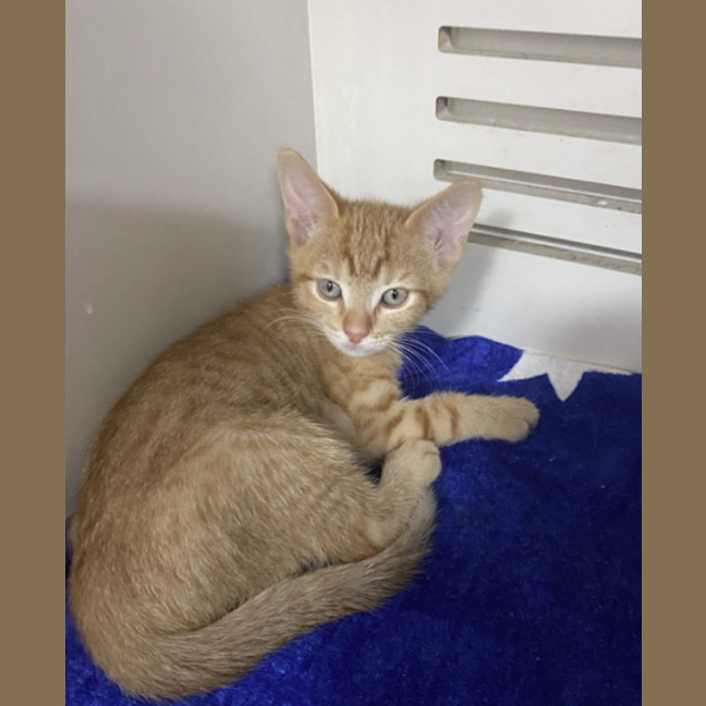 Photo of Storm – Ringworm Special $49