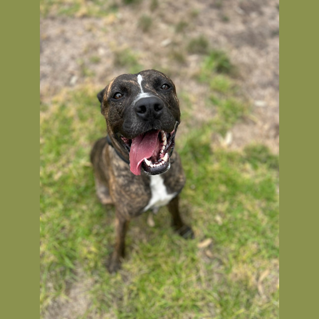 Photo of Boomer
