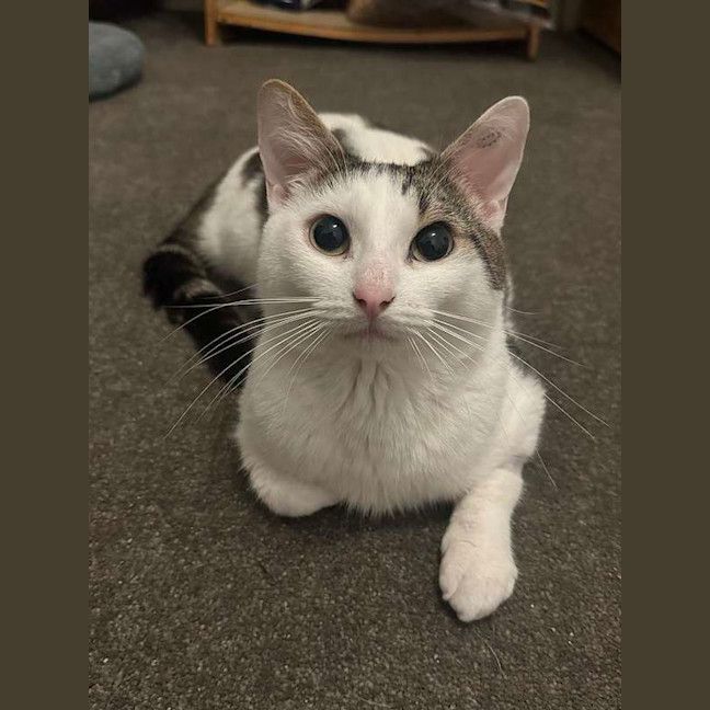 Photo of Smoosh