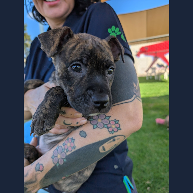 Photo of Cobalt