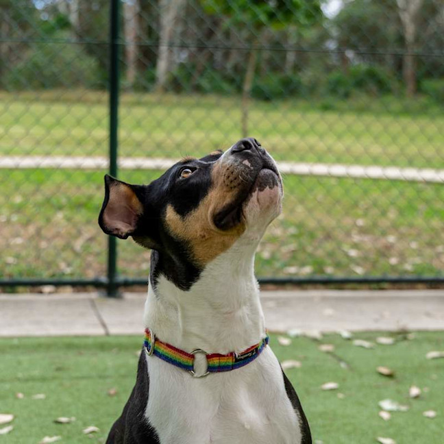 Photo of Patches