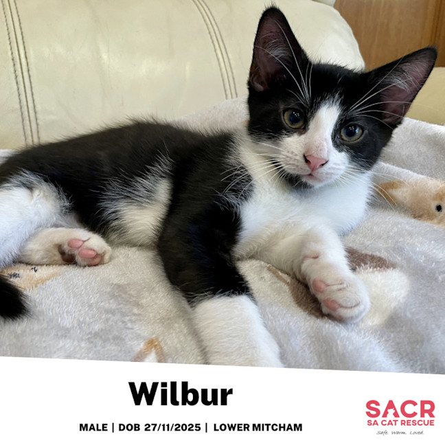 Photo of Wilbur