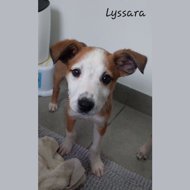 Photo of Lyssara