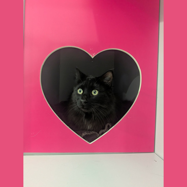 Photo of Toothless