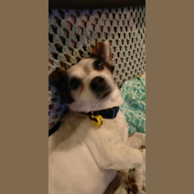 Photo of Bella / Tiny