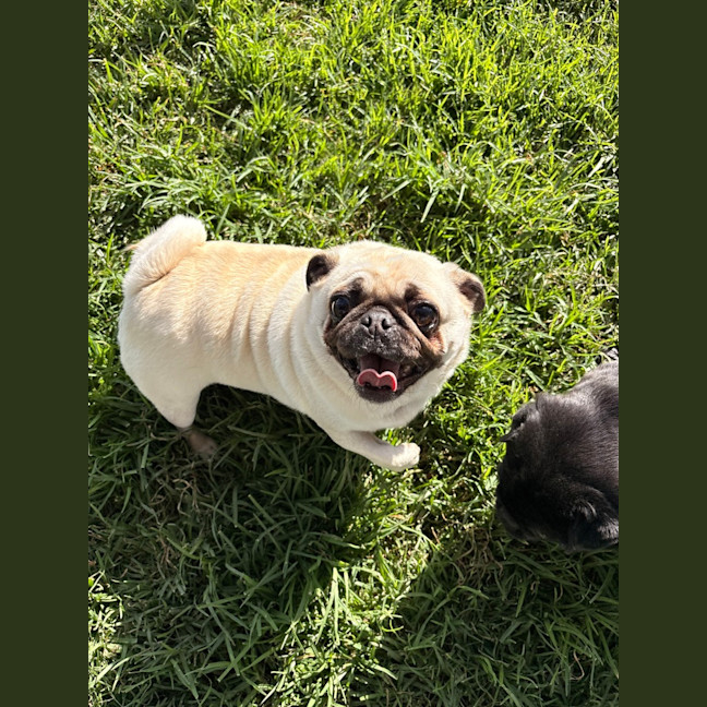 Photo of Piggy