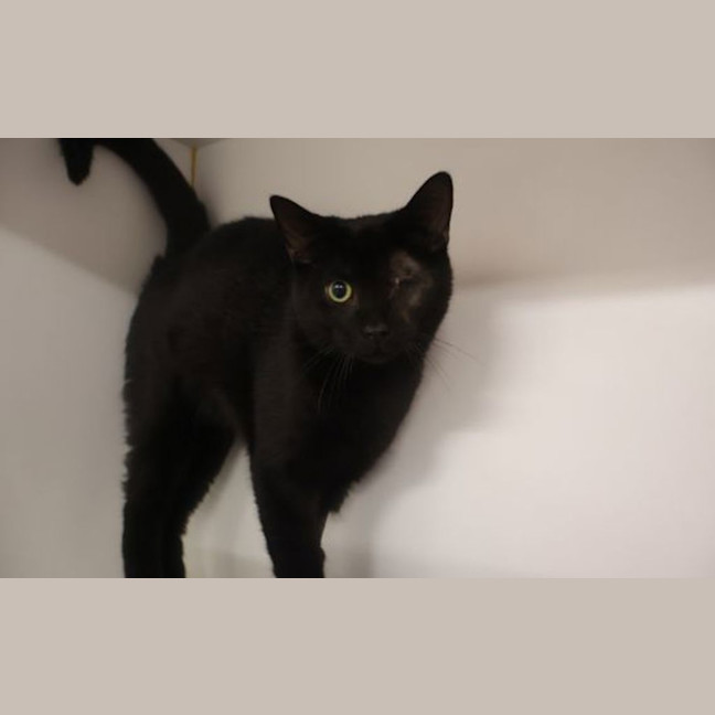 Photo of Sirius