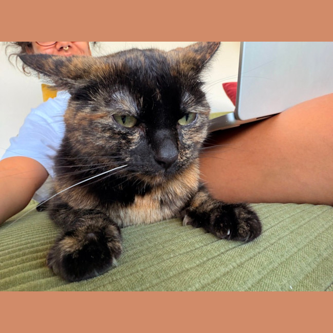 Photo of Muffin 🧁