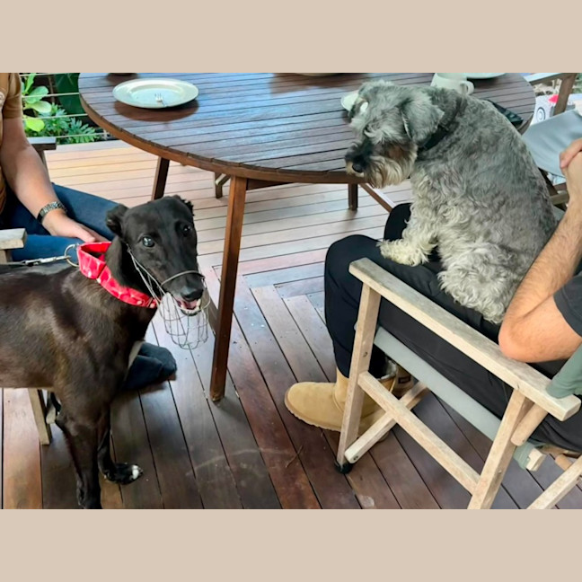 Photo of Margie, The Greyhound