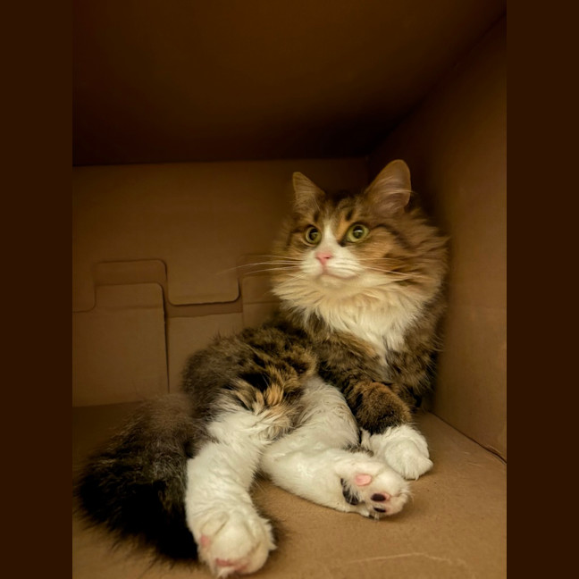 Photo of Gracie (Was Caramel Slice)