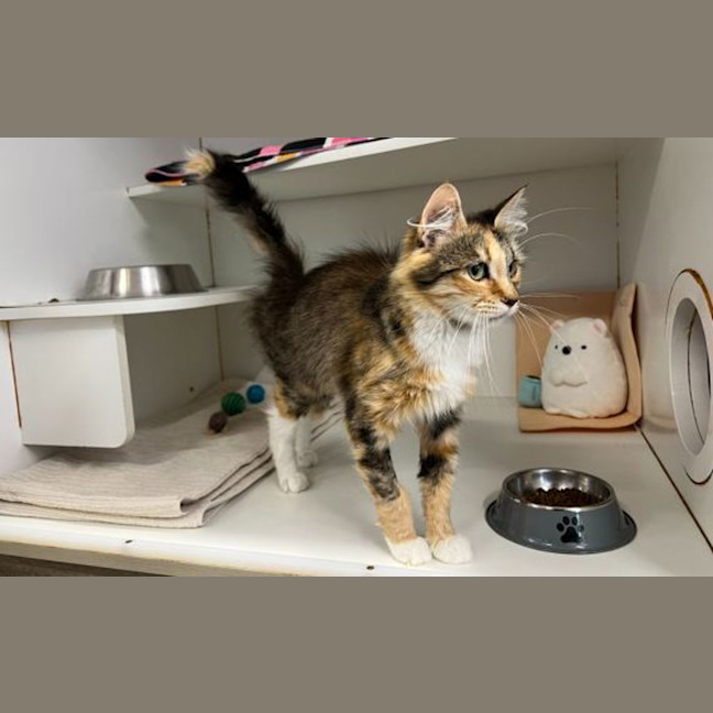 Photo of Tic Tac Torbie