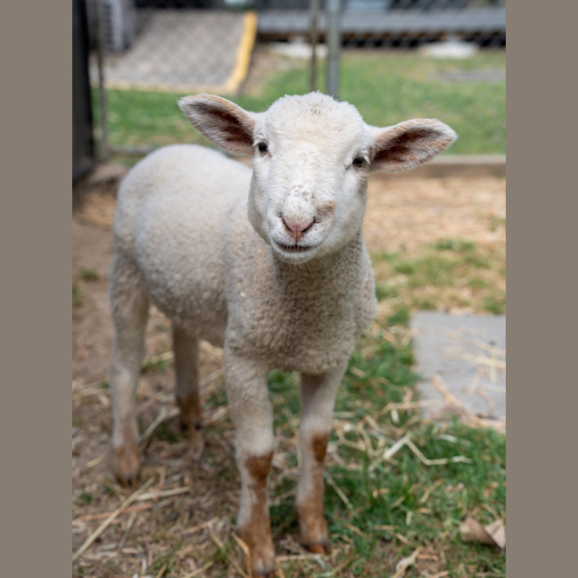 Photo of Lamborghini