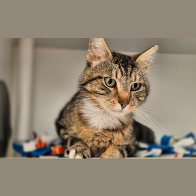 Photo of Chase