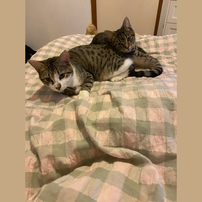 Photo of Titan * 9 Lives Project Rescue* 💙