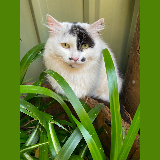 Photo of $100 Mama Z