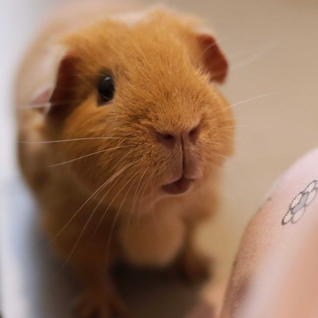 Photo of Peanut