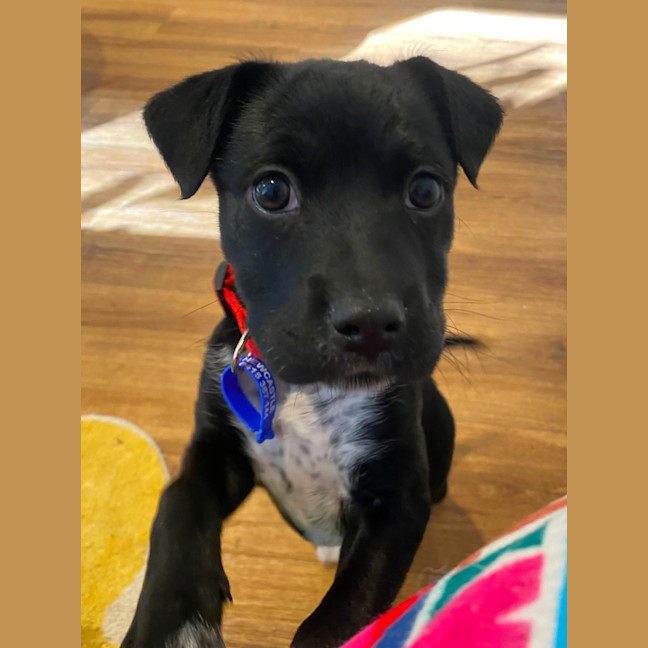 Photo of Wilma   8 Week Old Kelpie X