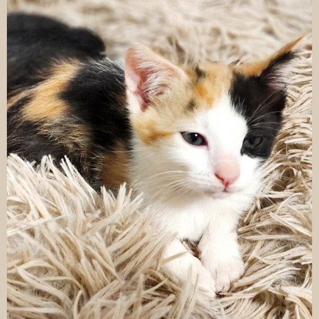 Photo of Tinker