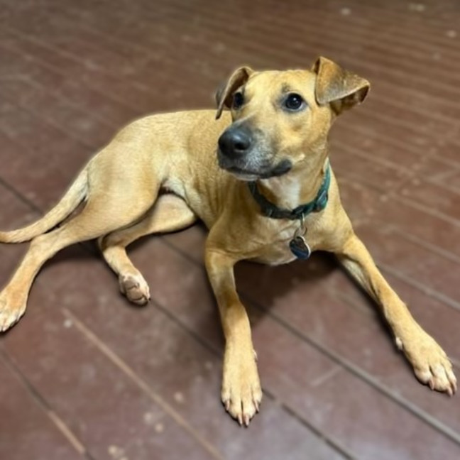 Photo of Josie