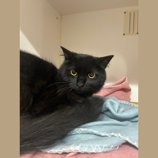 Photo of Turbo