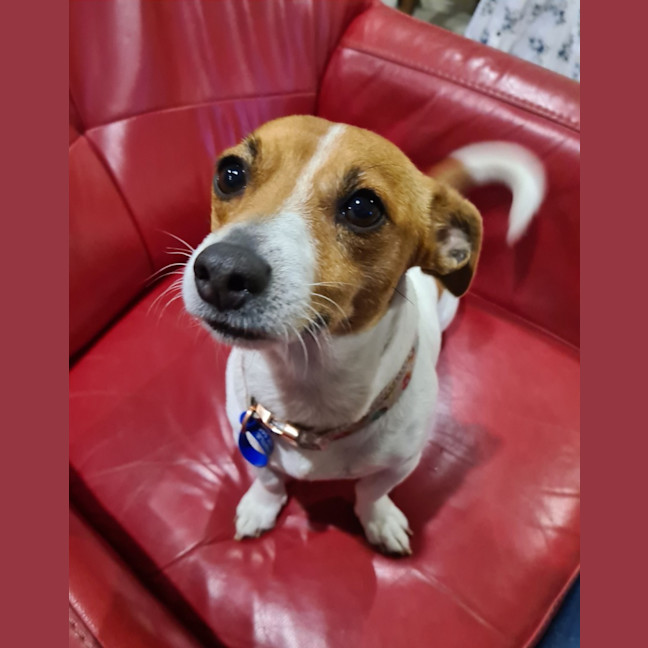 Photo of Skye   4 Year Old Jack Russell Terrier (Trial)