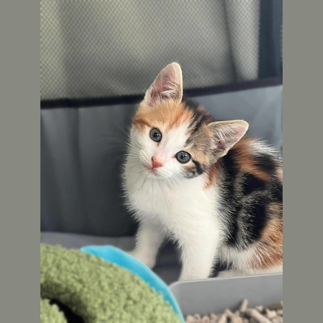 Photo of Callie (Was Susan )