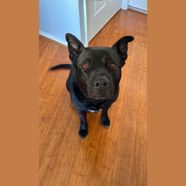Photo of Tucker