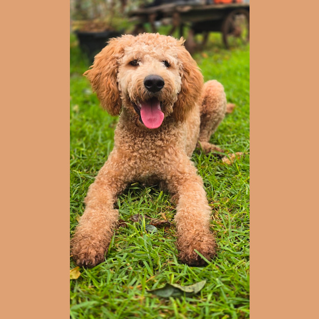 Photo of Milo