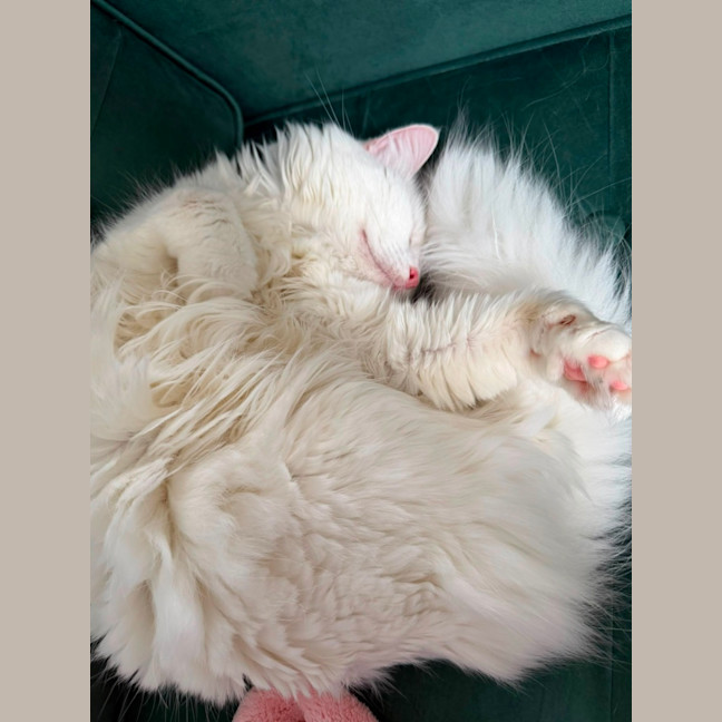 Photo of Nieve