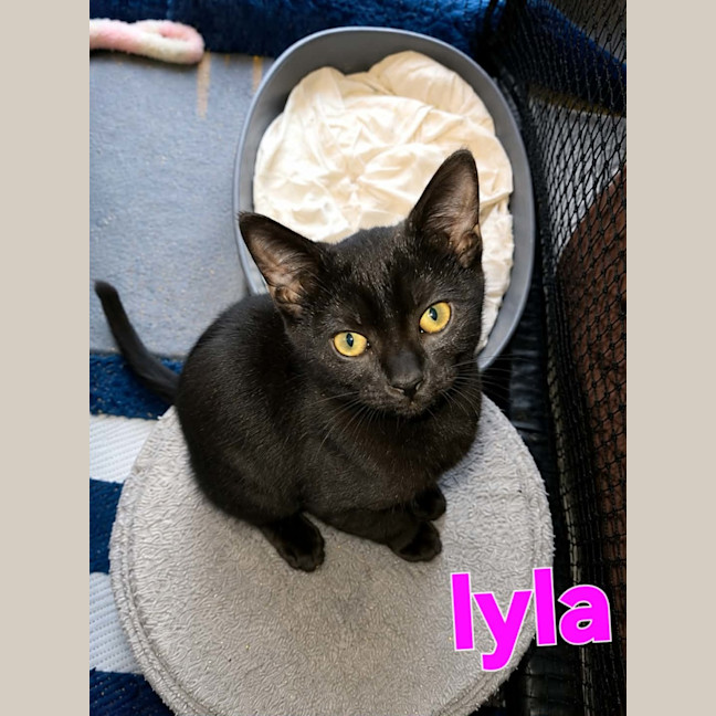 Photo of Lyla